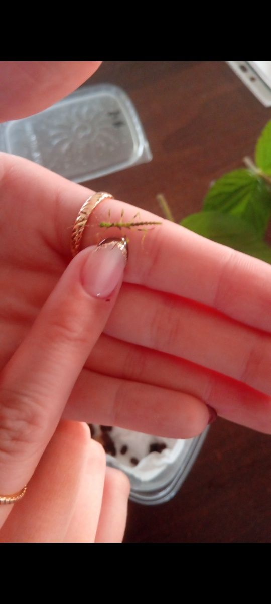 Taraxippus samarae młode i jajka