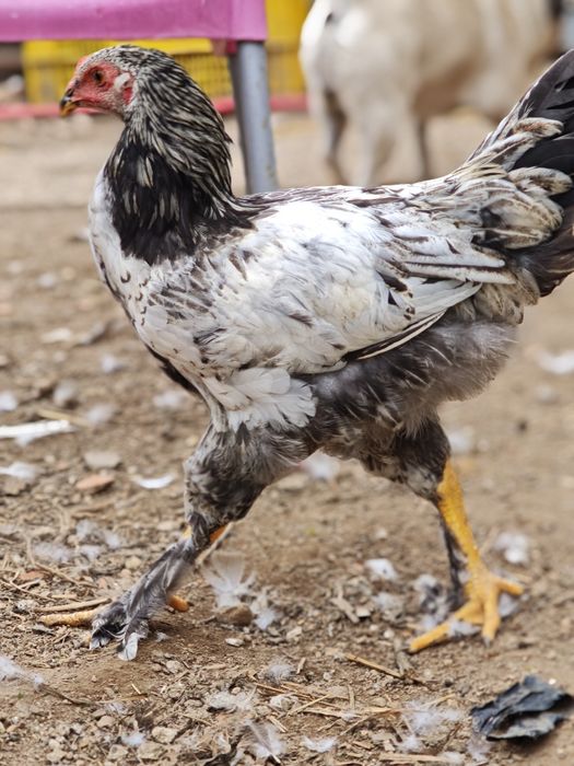 Casal x brahmas jovem