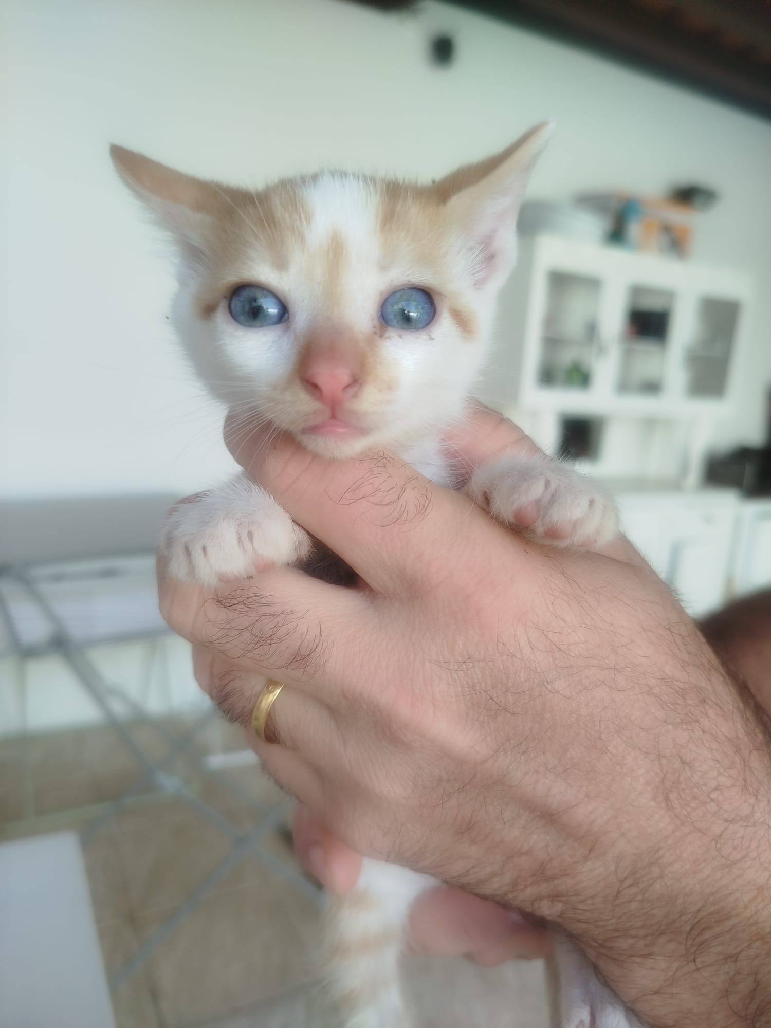 Gatinhos para adoção