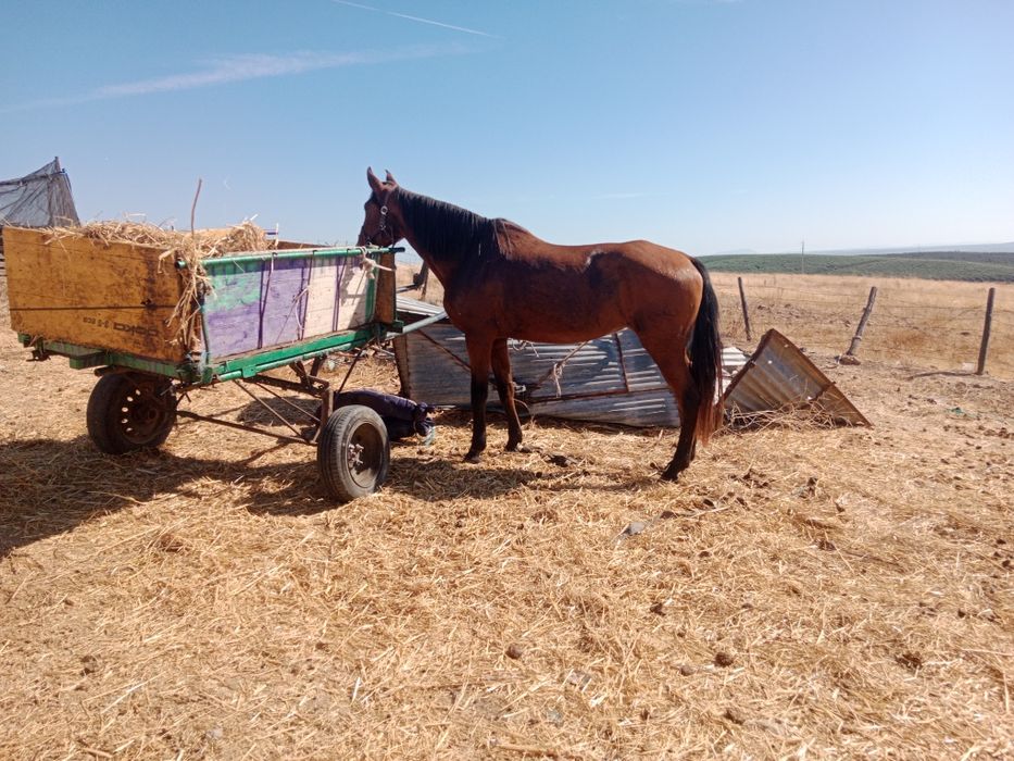 Vendo eu troco é igual muito bem montada