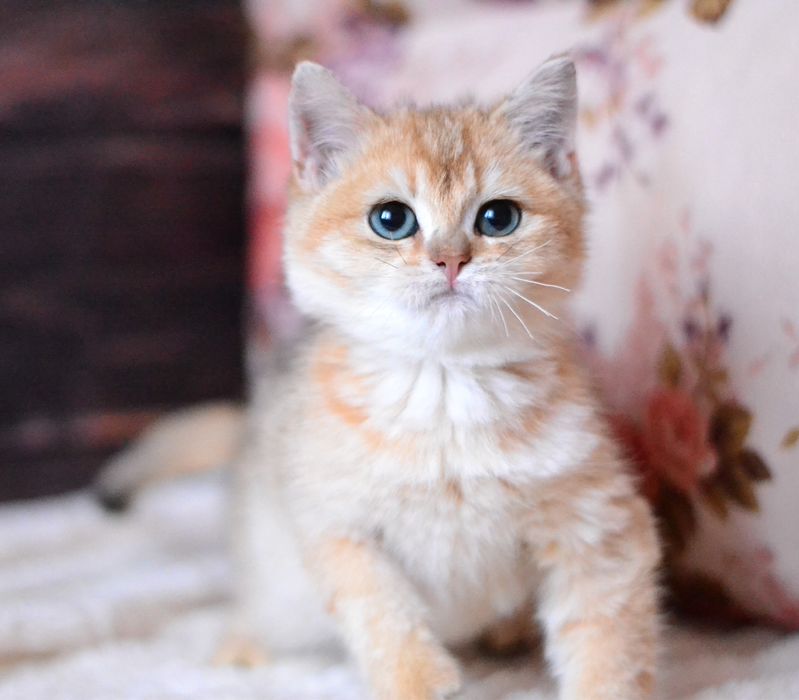 Золота шиншила хлопчик