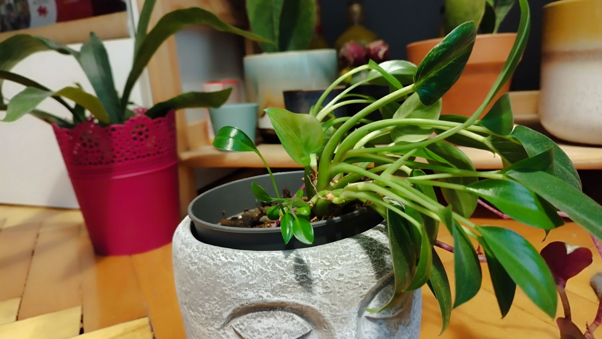 Philidendron filodendron birkin i trzykrotka roślina doniczkowa