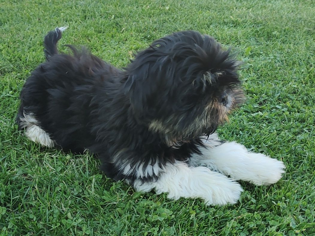 Lhasa Apso ZKwP. FCI