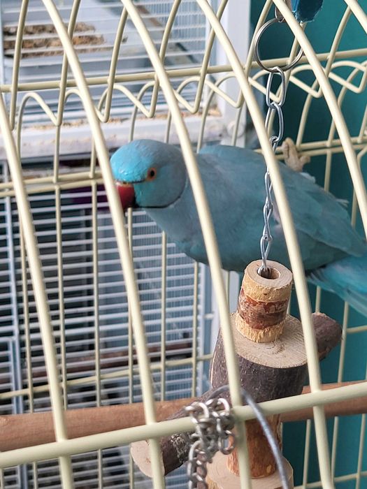 Troco Ring neck por um bebe
