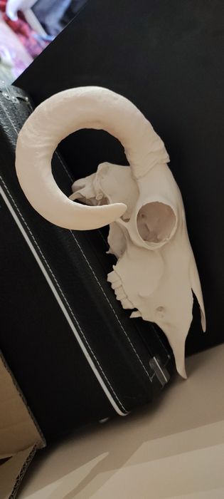 Połówka czaszki barana ozdoba do terrarium 3d