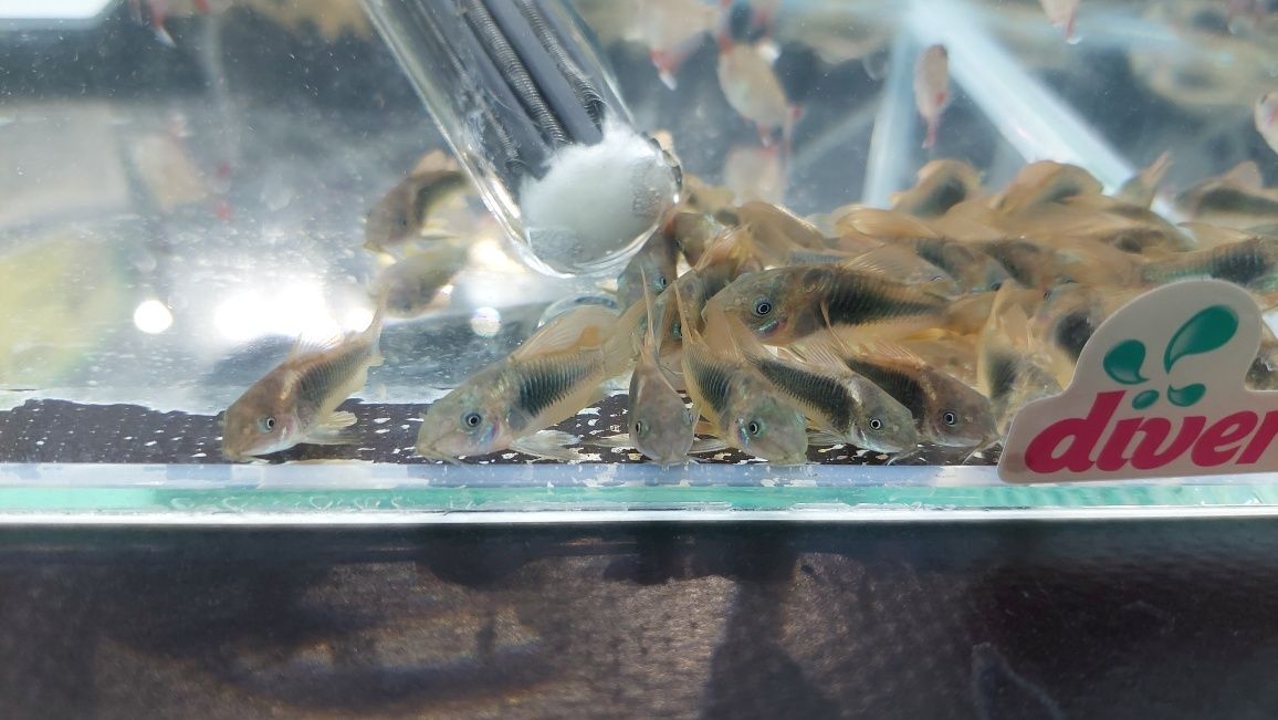 Kirysek spiżowy (Corydoras aeneus) WYSYŁKA AKWAWIN