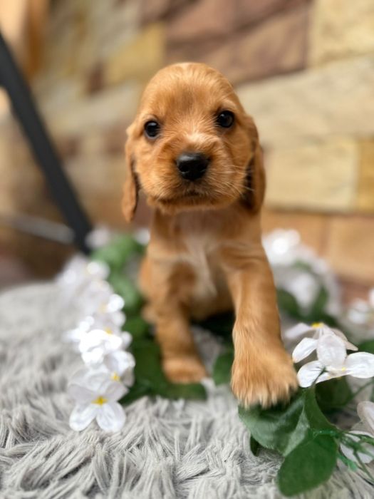Cocker spaniel angielski Piesek
