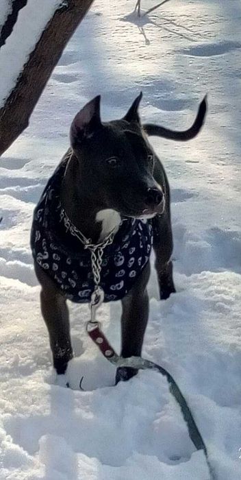 Пітбуль шукає дівчинку для в'язки