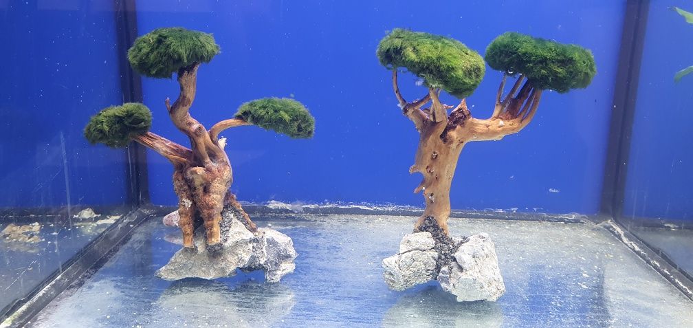 Rośliny akwariowe  bonsai plus korzeń
