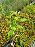 Weigela w doniczce p9