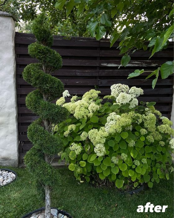 Декоративна стрижка та обрізка зелені, хвойних дерев та кущів, та ін