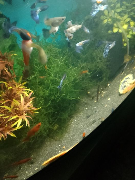 Sprzedam gubiki metal blue japan