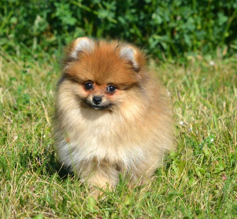 Szpic Miniaturowy Pomeranian śliczna suczka Cleo ZKwP FCI rodowód