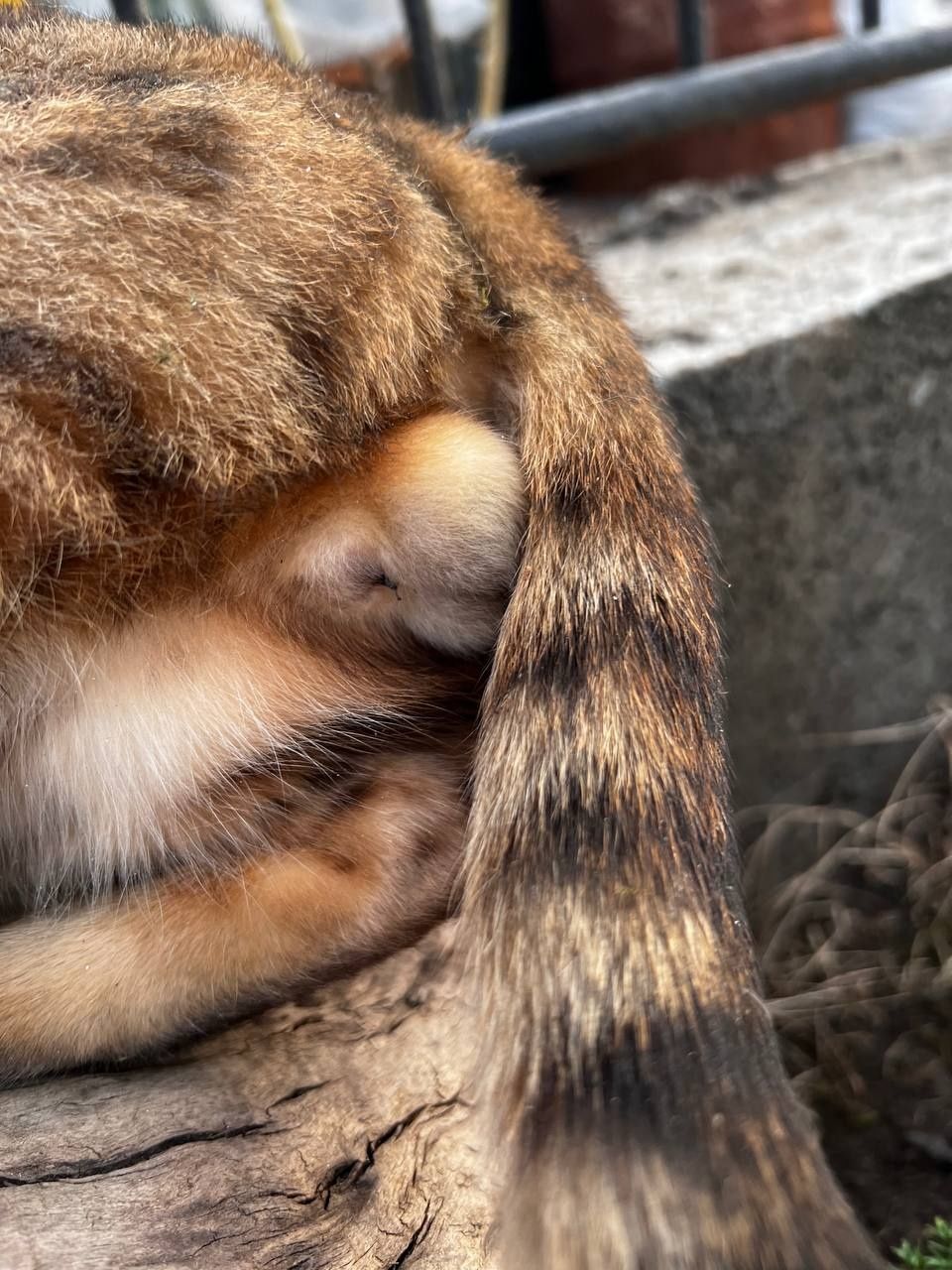 Бенгальський кіт