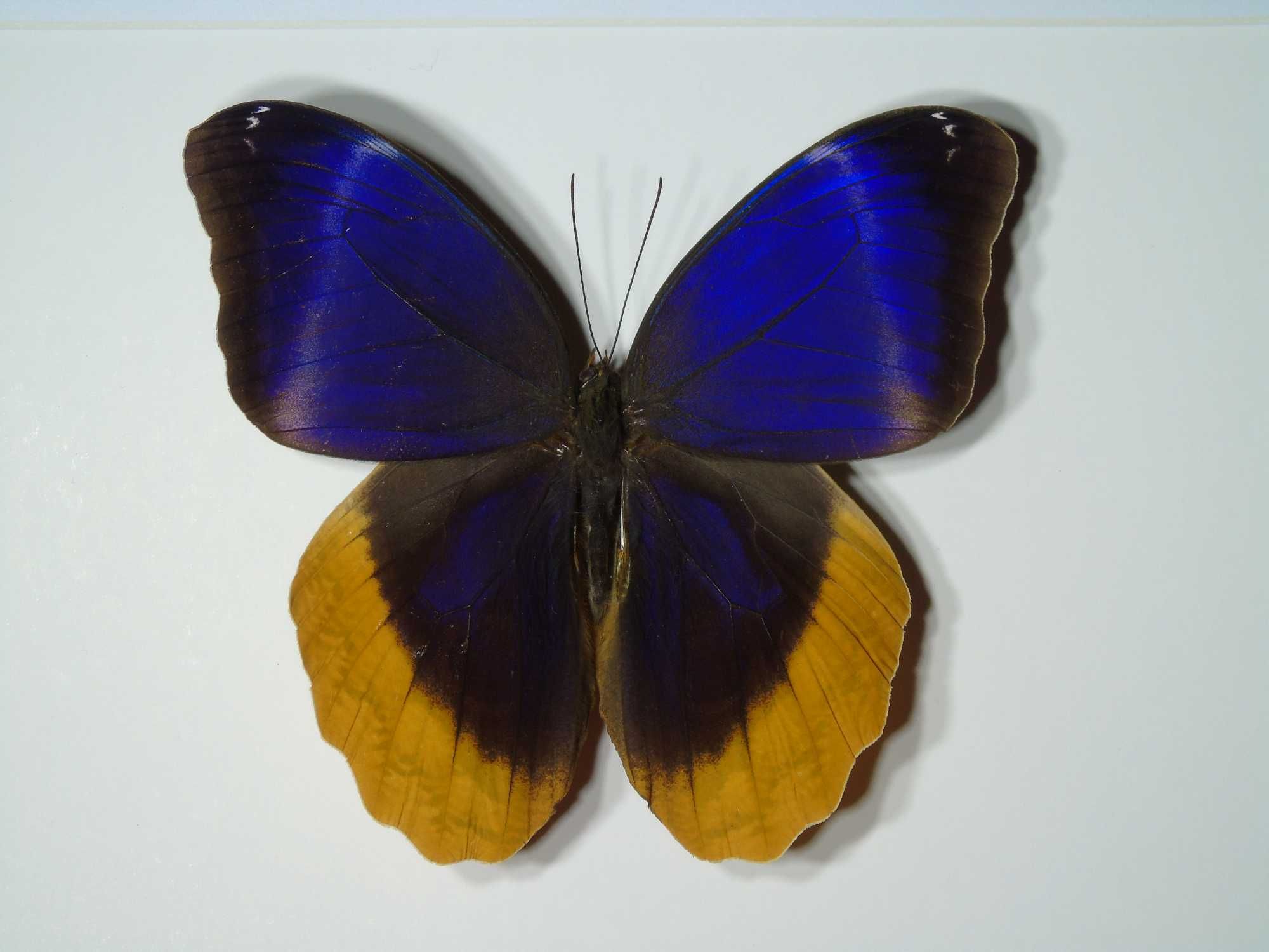 Motyl w ramce / gablotce 27x22 cm . Caligo uranus - Meksyk .