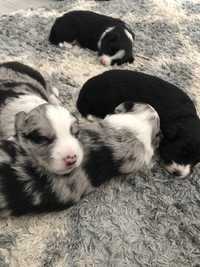 Border Collie Piesek z rodowodem i badaniami