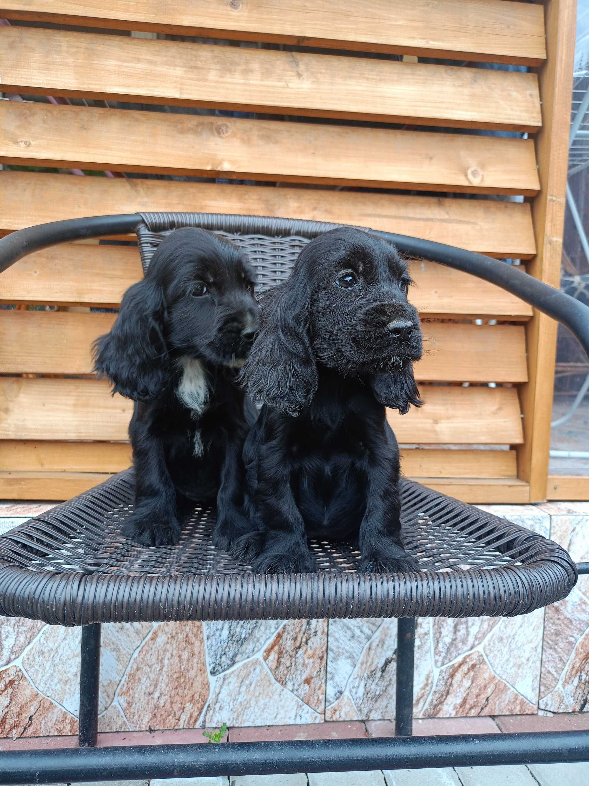Suczka Cocker spaniel