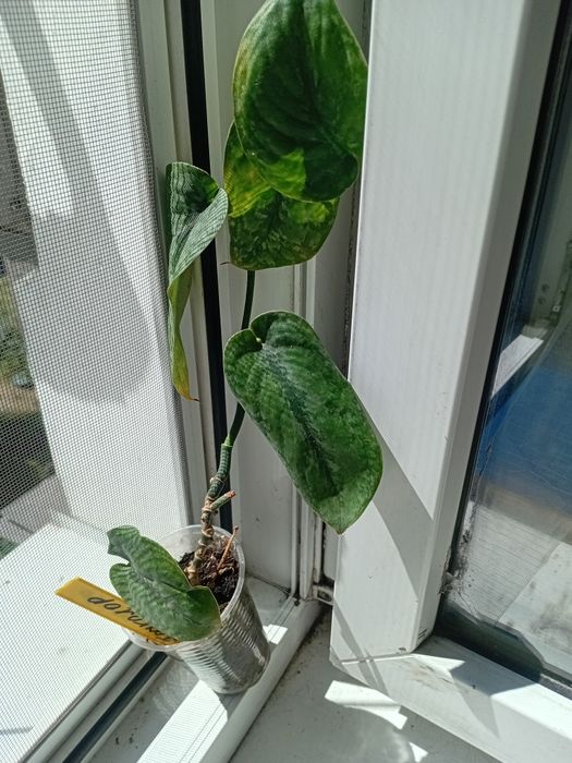 Сциндапсус, эпипремнум новинки.