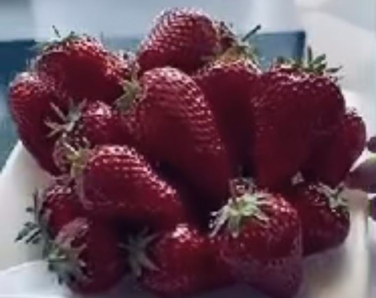 продам саджанці  Клубніки Голубіка Смородина ГОЛАНДИЯ