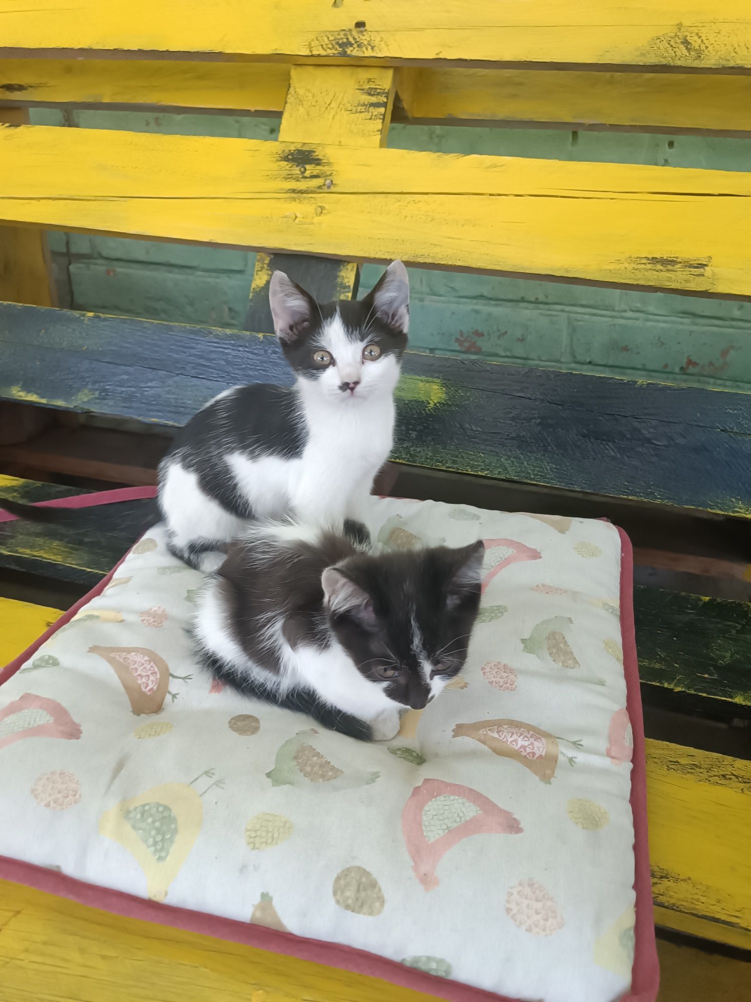 Котики в добрі руки