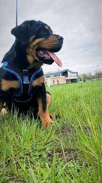 Rottweiler rasowy