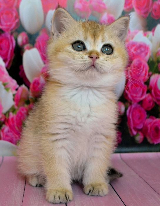 Котятки золотые шиншиллы пу 11