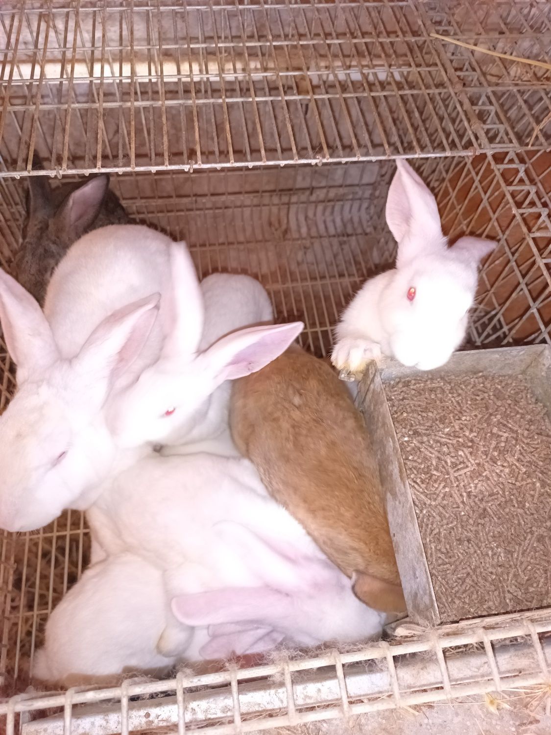 Coelhos filhos de coelhas F1