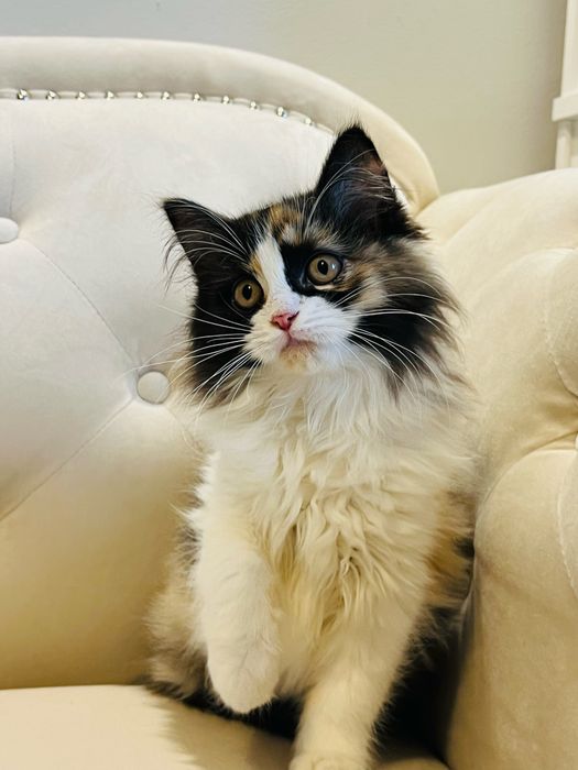 Munchkin kota o długich łapkach ,niepowtarzalny kolor .Rodowód PZF!!!