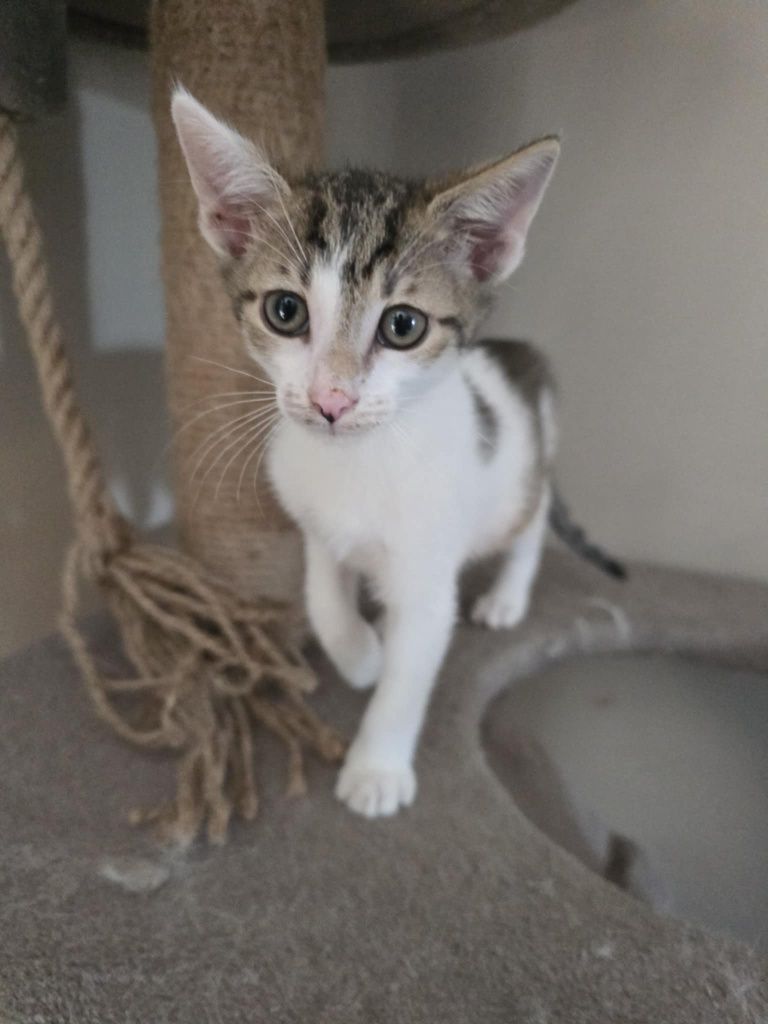 Hallo domku gdzie jesteś Franek kocurek do adopcji