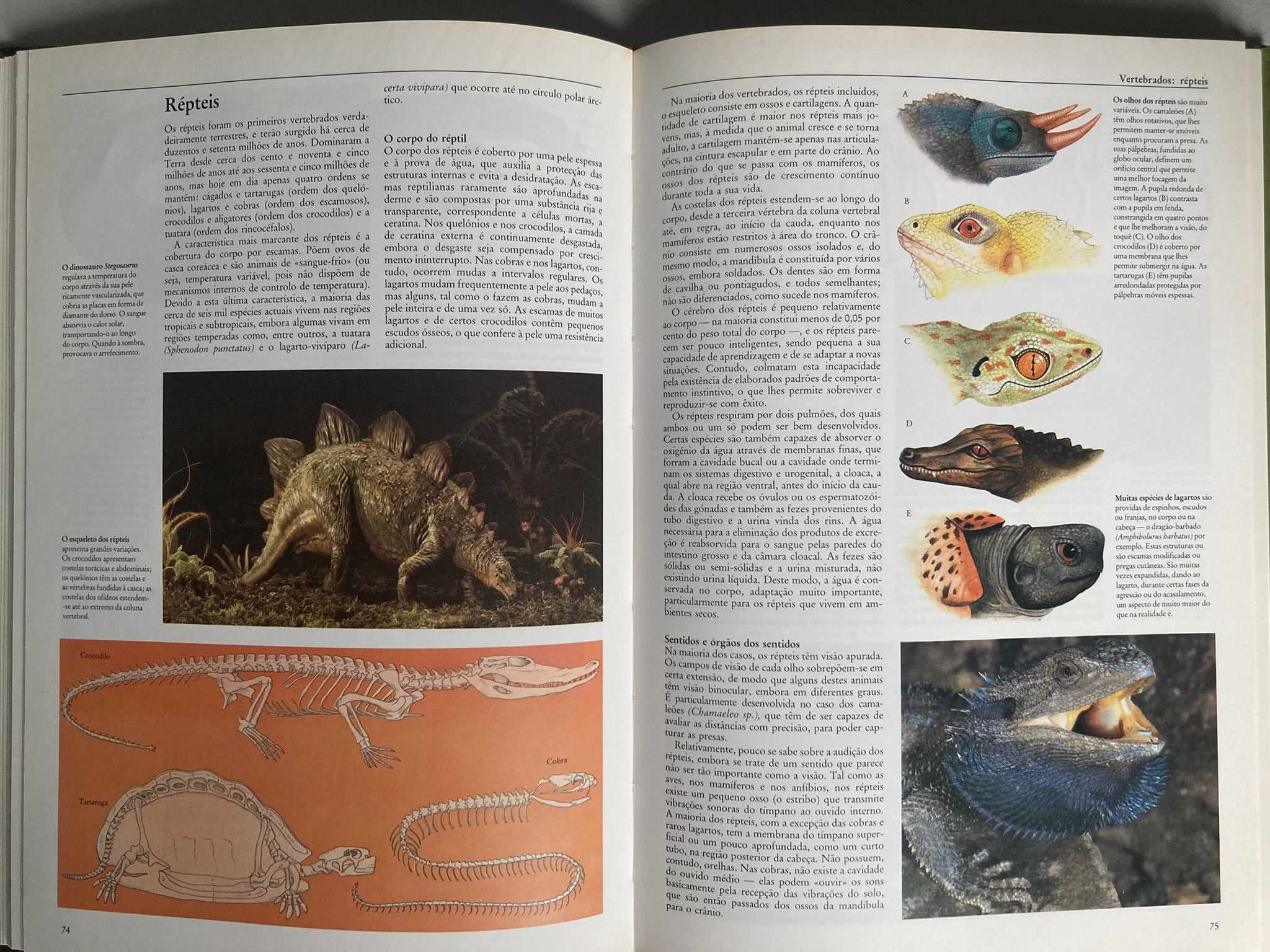 Os Animais: a maravilha da adaptação