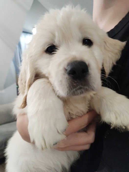 Golden Retriever pies 8 tyg