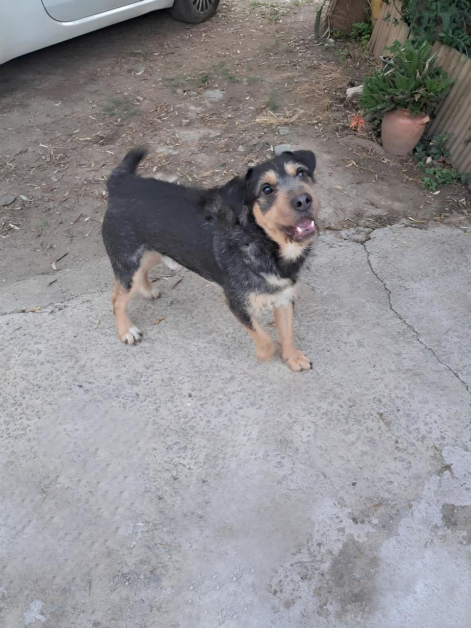 Jorguinho para adoção responsável