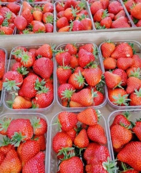 Продам клубнику сорта Клері Альба