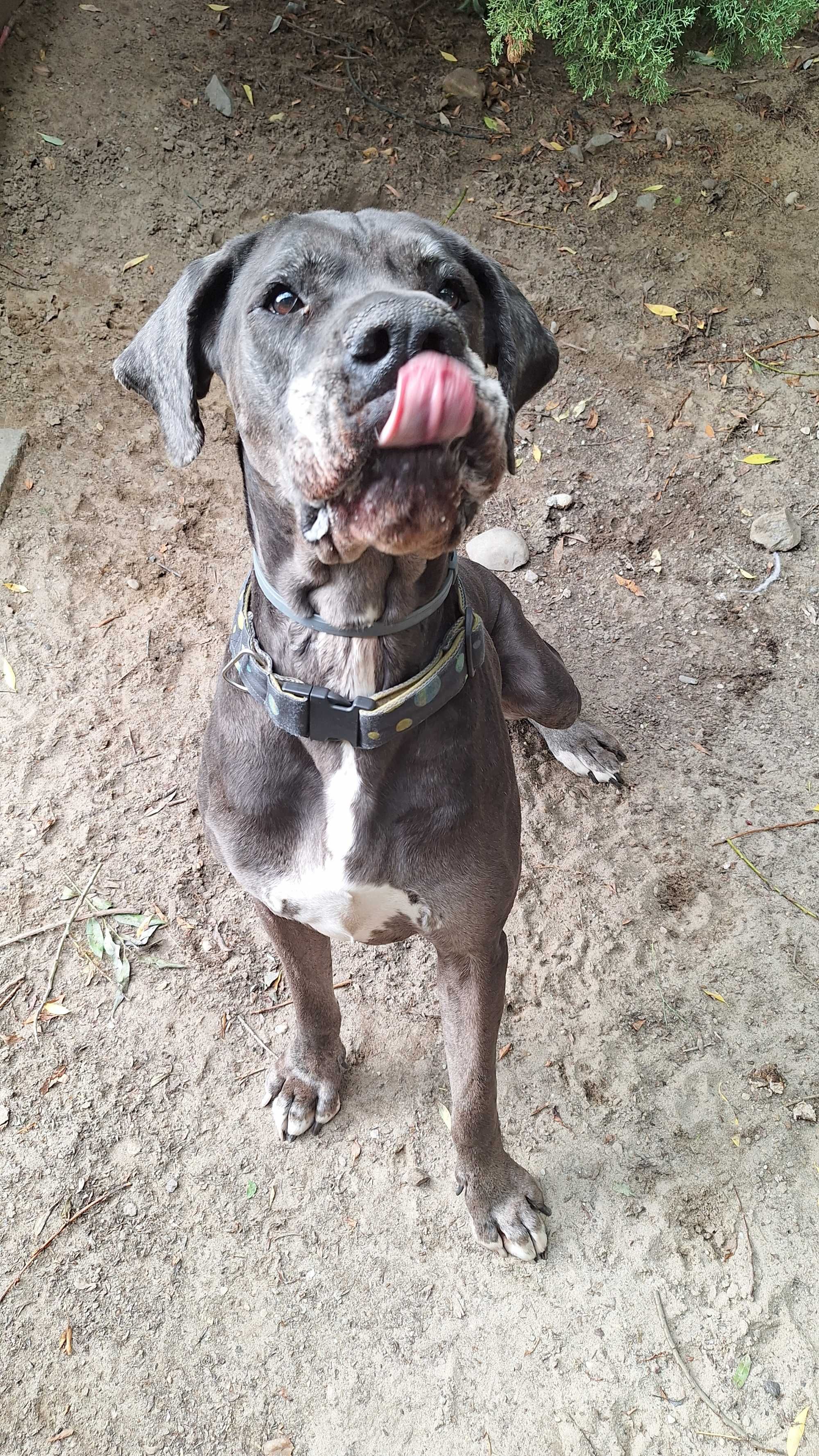 Dog niemiecki merle DO ADOPCJI !