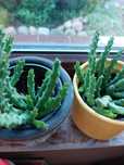 Stapelia, gwiazda szeryfa.