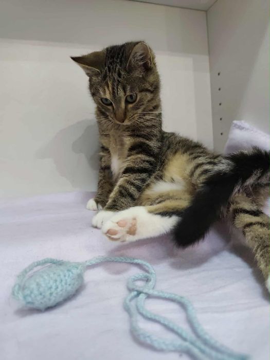 Imię, tylko to mam własne. Bardzo potrzebuję domu.