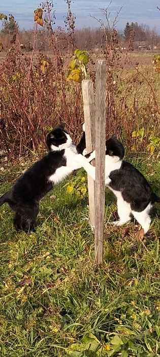 В добрі руки грайливі кішечки. Киця.