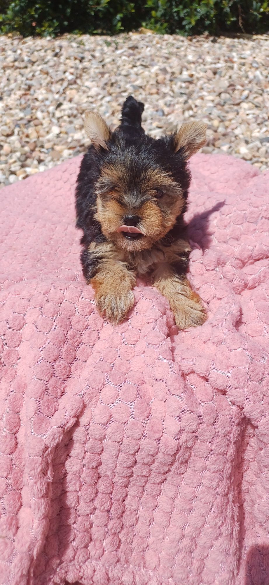 Yorkshire terrier fêmea