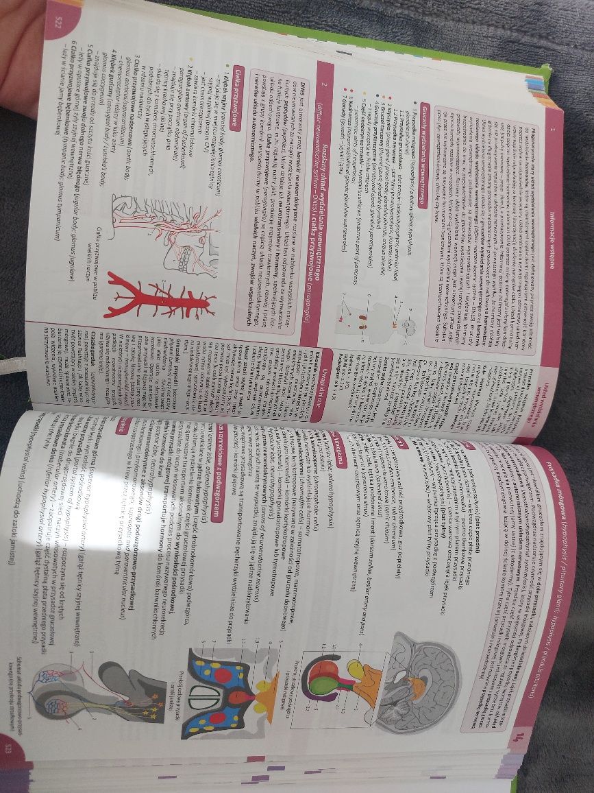 Memorix anatomia
