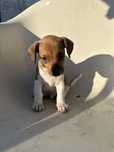 Menino jack  Russell