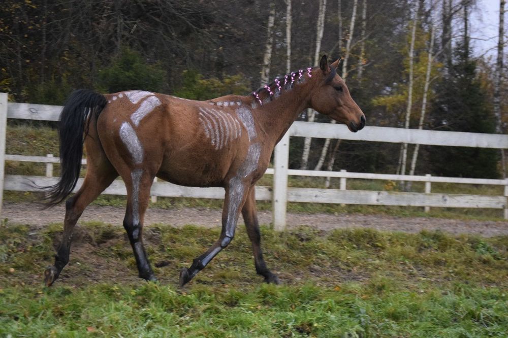 Wydzierżawię cudownego walaszka