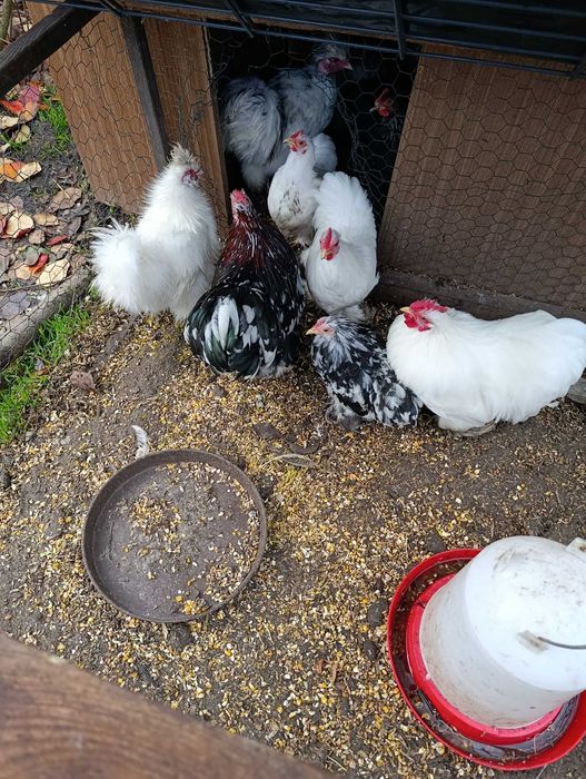 karzełek kochin, kochin miniaturowy