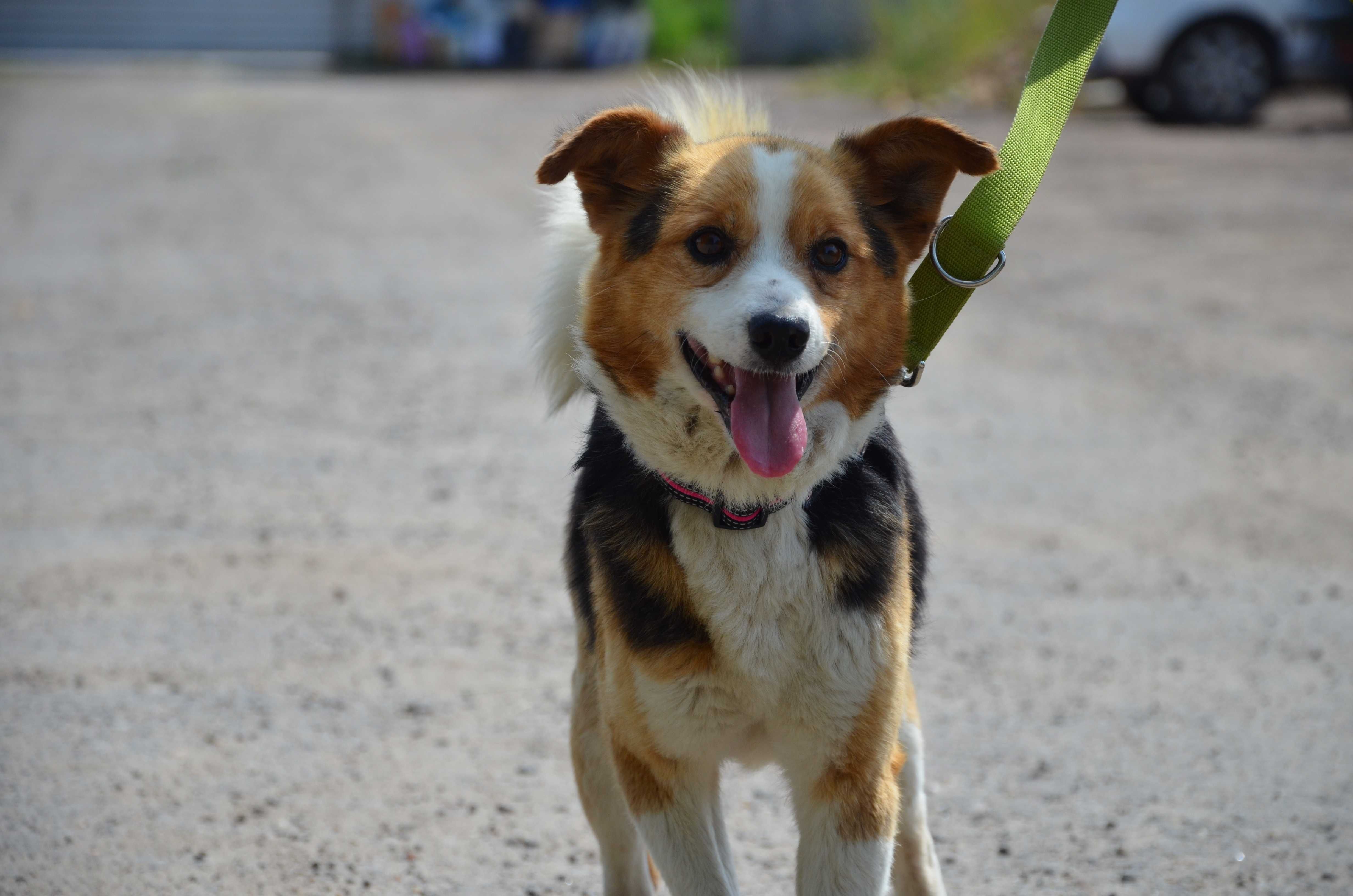 Migel - słodziak jakich mało do adopcji.
