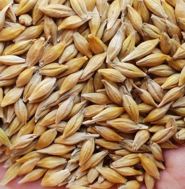 Продам ячмінь  пшеницю кукурудзу