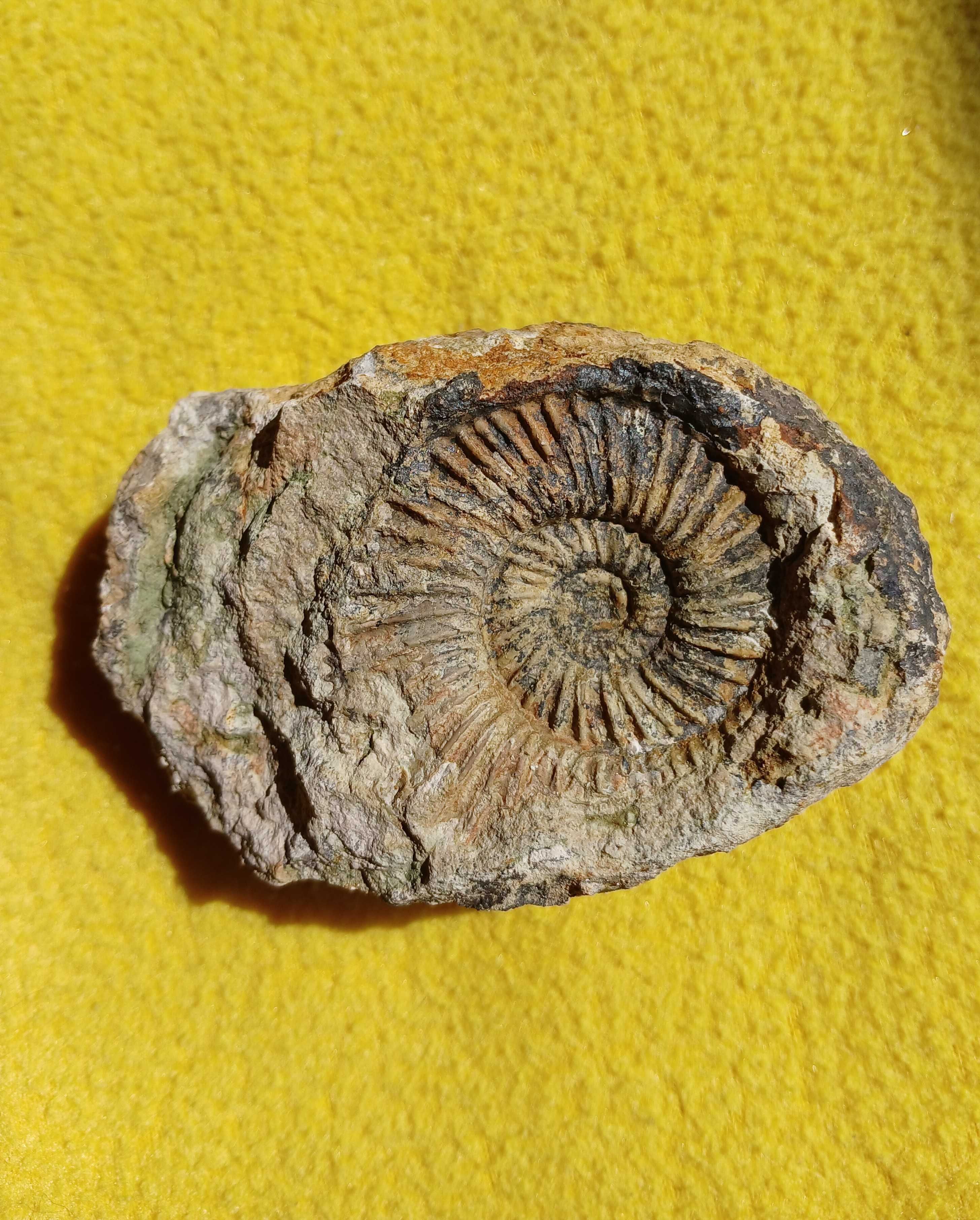 Amonit perisphinces jura Podłęże