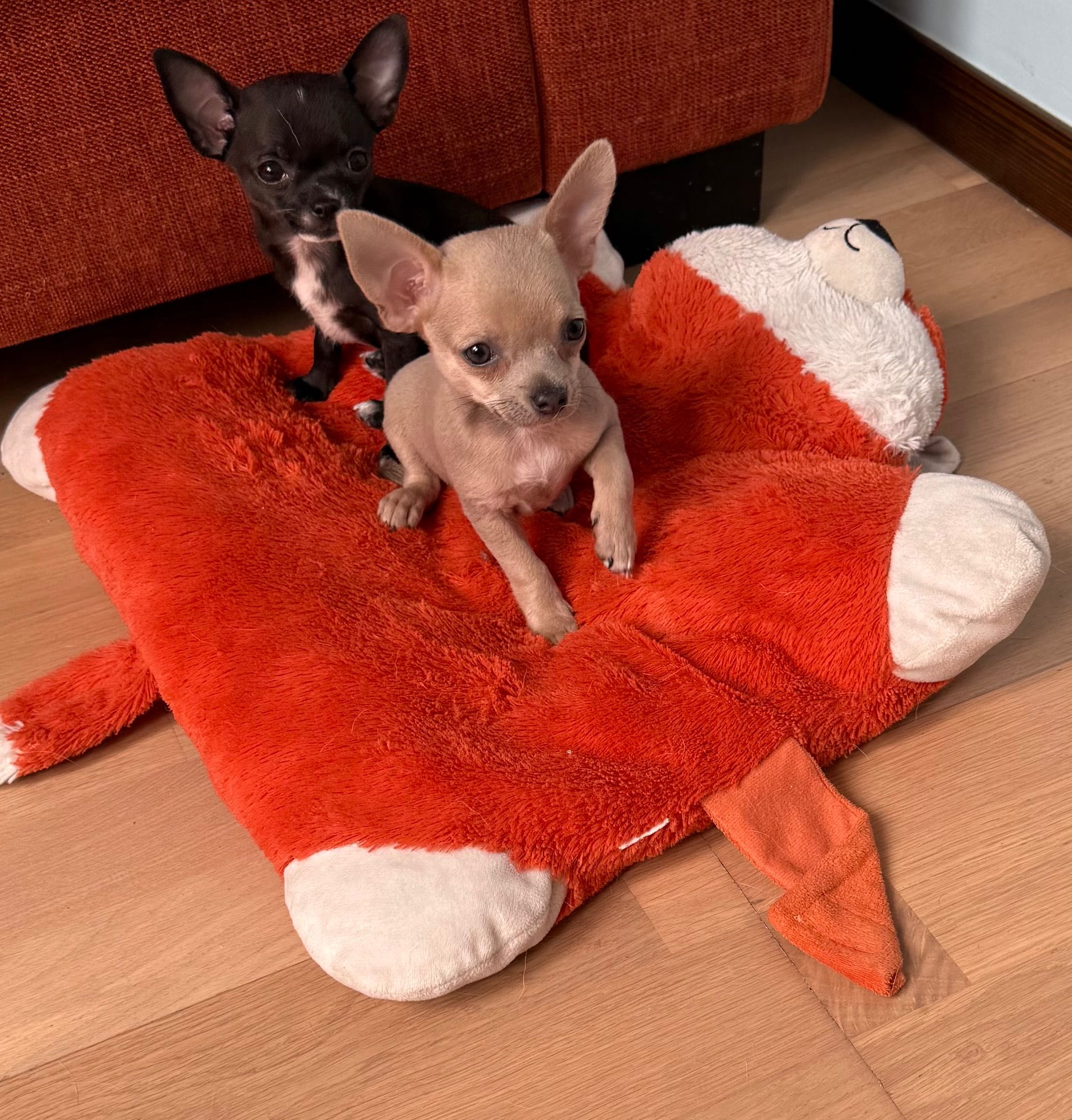 Chihuahua maleństwo