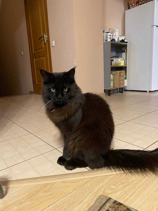 Черный мейн-кун вязка, с документами