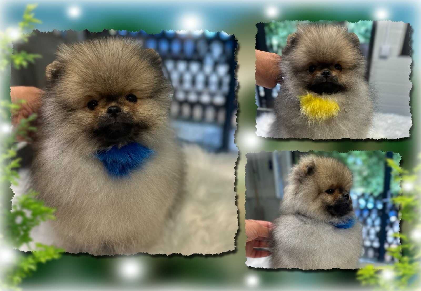 Pomeranian  Orange Sable Szpic Miniaturowy Miś