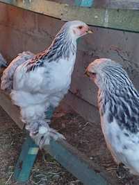 Kurczaki Brahma olbrzymia gronostajowa