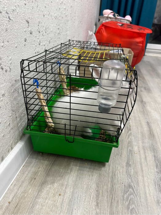 Продам декоративного кролика